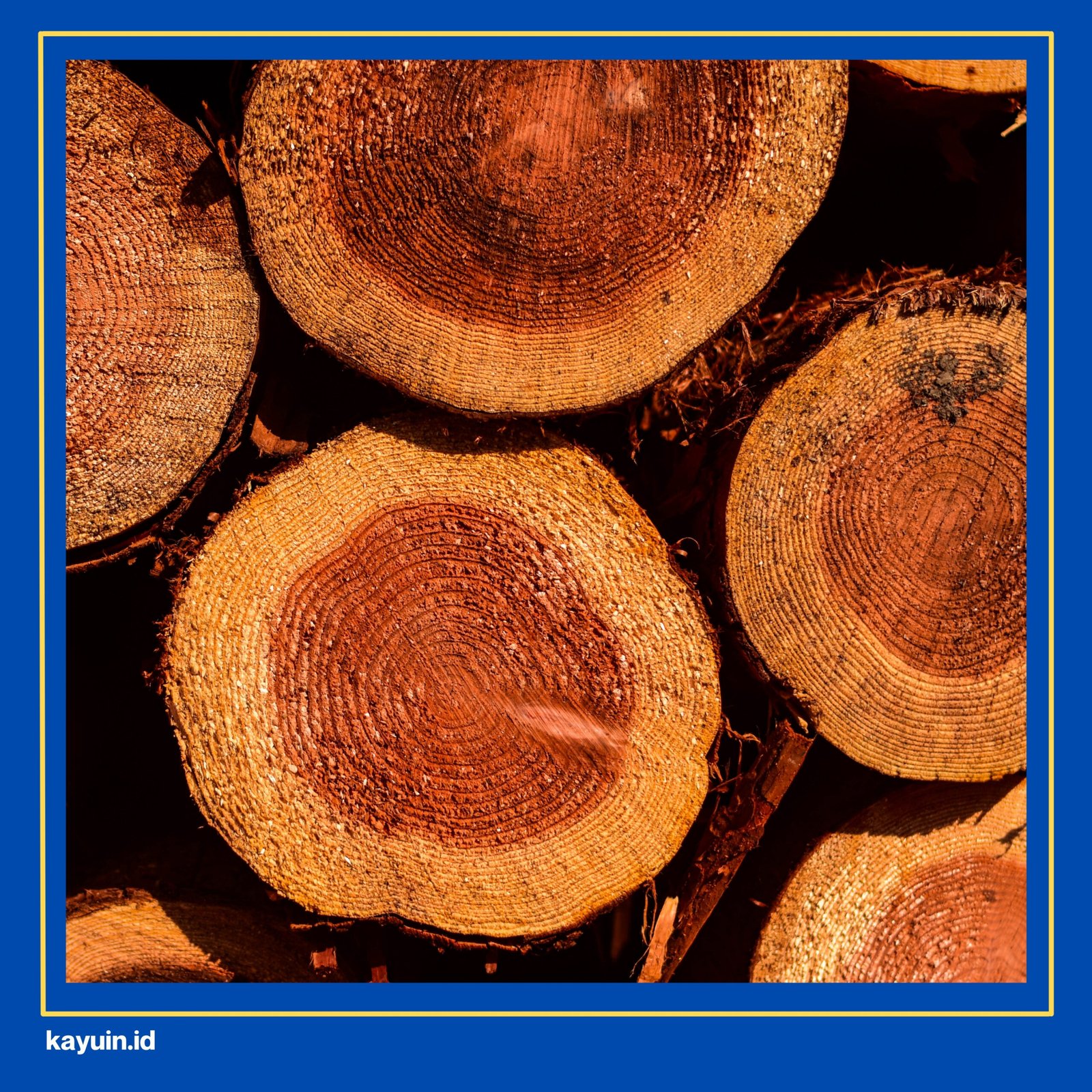 bayur