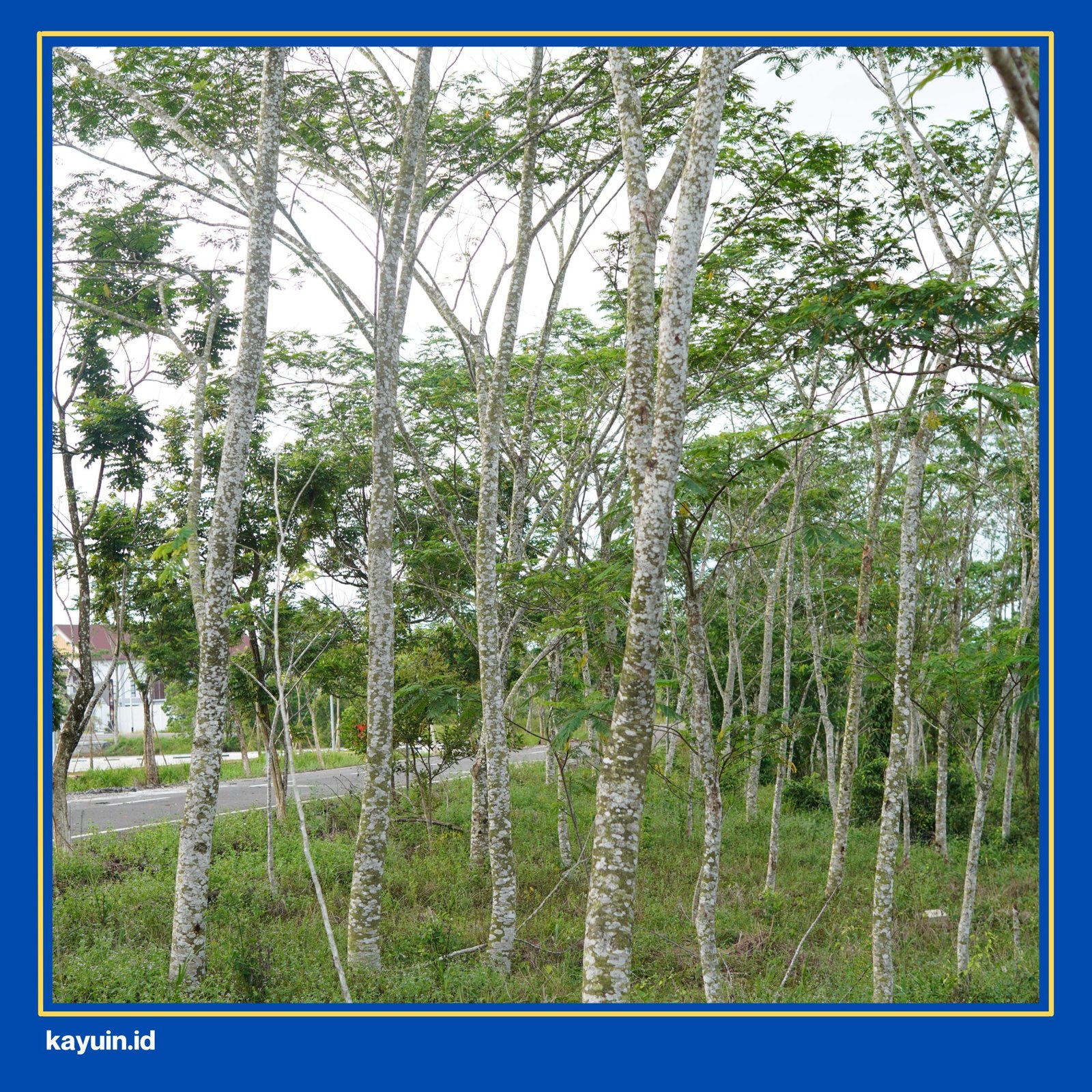 kayu murah-sengon