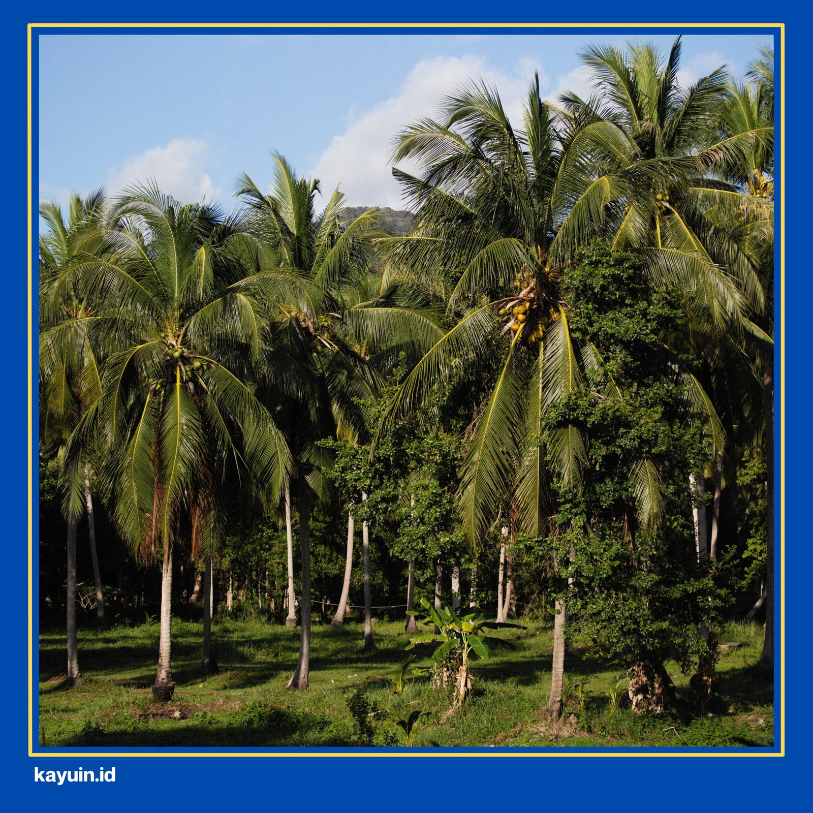 pohon kelapa