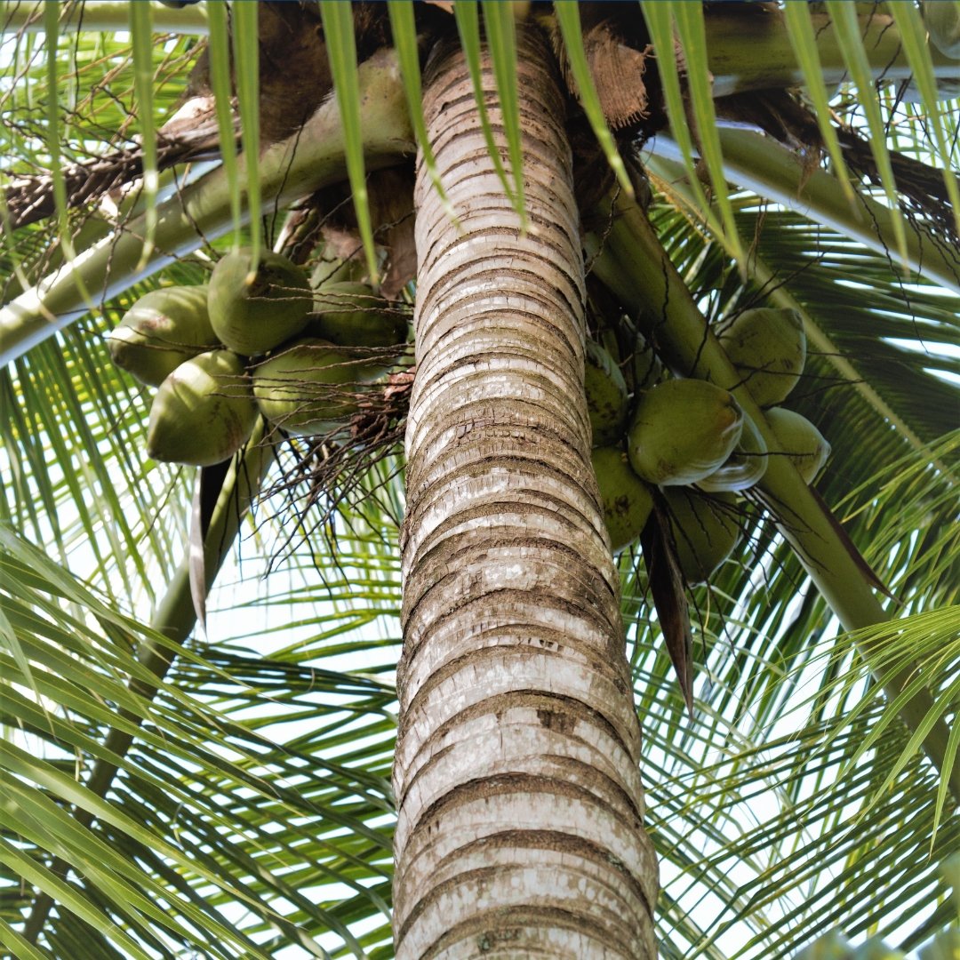 kayu dolken adalah