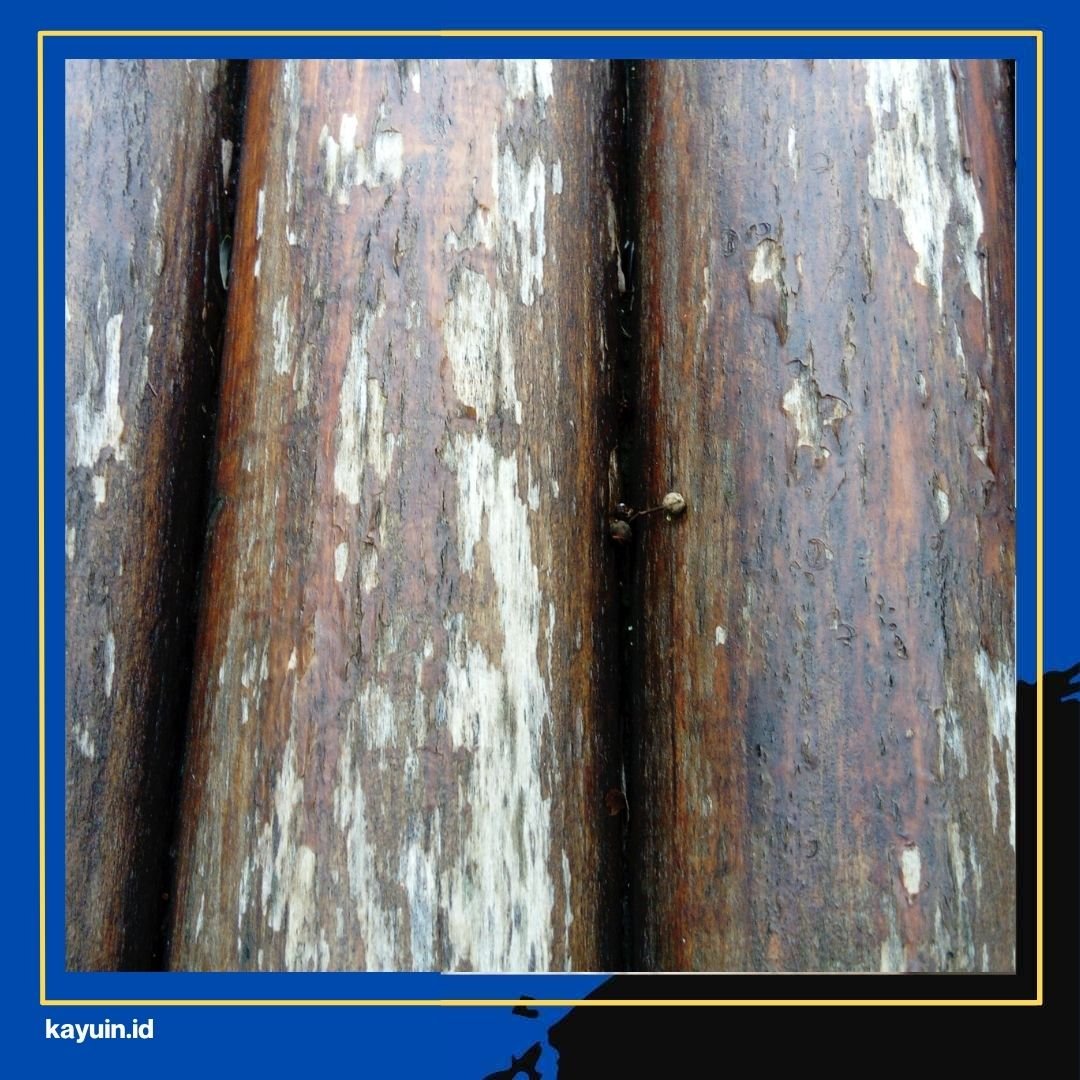 Apa Kelebihan Kusen Kayu Meranti